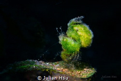Green Algae Shrimp by Julian Hsu 